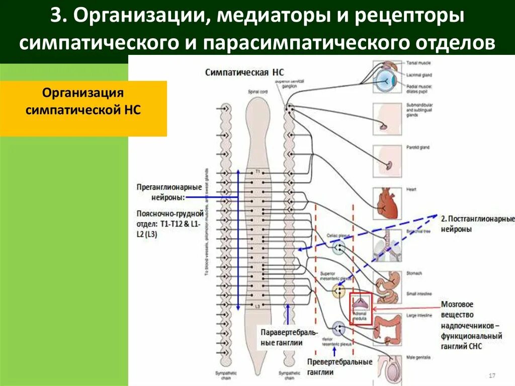 Рецепторы какой отдел нервной системы. Схема рецепторов нервной системы. Физиология медиаторы вегетативной нервной системы физиология. Вегетативная нервная система схема. Схема вегетативной нервной системы с рецепторами.