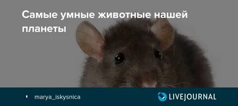Самый умный грызун