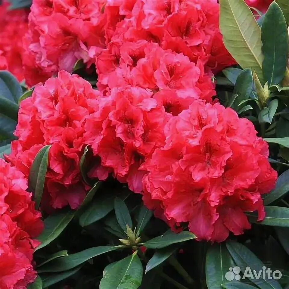 Рододендрон марианна фон вайцзеккер фото Рододендрон марианна фон вайцзеккер фото