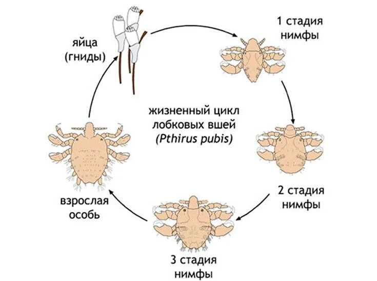 Как размножается вша