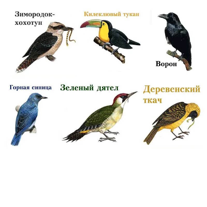 Голос зверей и птиц. Синица Горная. Виды вороньих птиц с названиями. Дятел хохотун. Зеленая Сеница ростом с вороны.