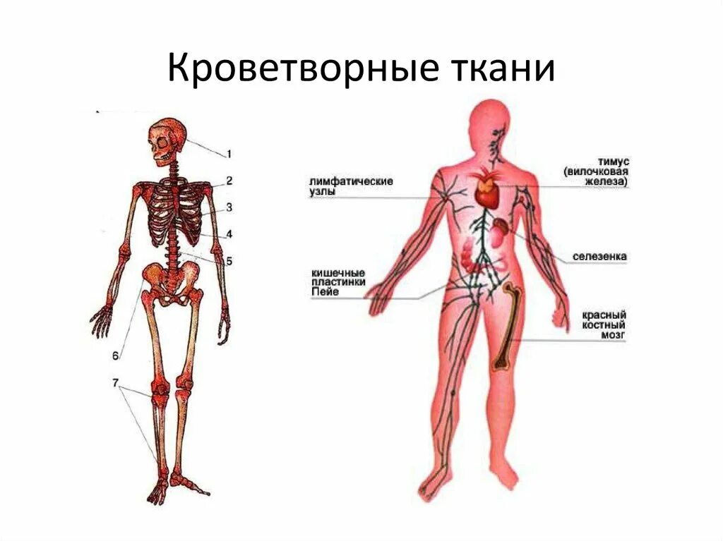 Система органов кроветворения человека. Кроветворная система человека схема. Система органов кроветворения схема. Анатомия кроветворной системы человека. Какой орган кроветворный