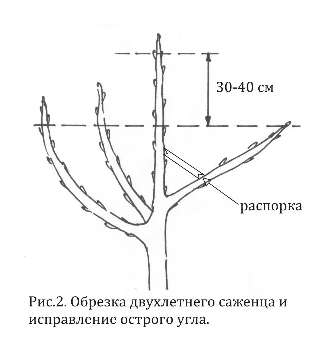 Обрезка деревьев схема плодовых весной. Схема обрезки плодовых деревьев весной. Правильная обрезка плодовых деревьев. Как правильно обрезать плодовые деревья весной схема. Правильная обрезка плодовых деревьев весной.