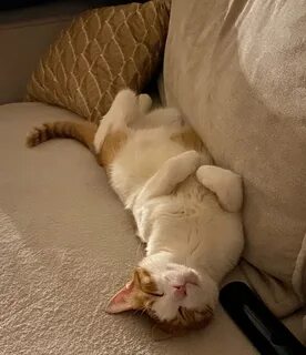 Коты щелково
