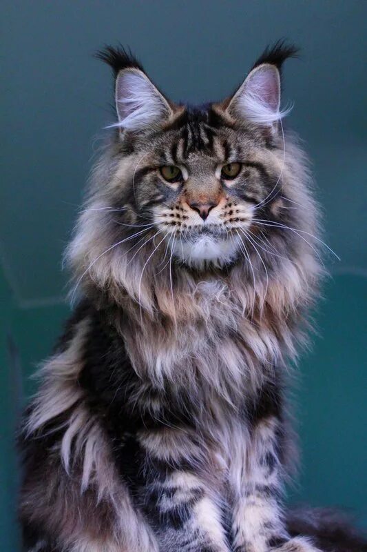 авито майкун кот. Hvostoff питомник мейн кунов. мейн-кун. котята мейн кун. мейн-куны коты с котятами.