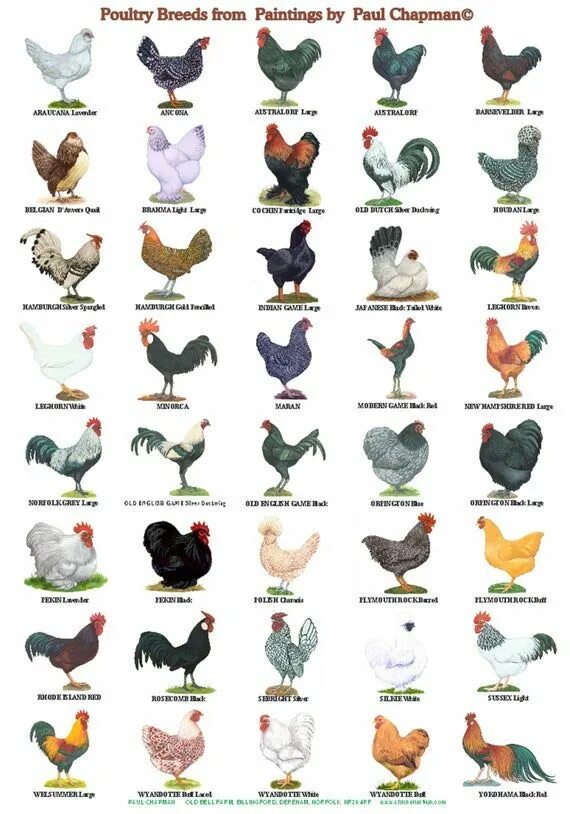 A4 Posters. Breeds of Poultry, 2 Different Posters - Etsy Beautiful chickens, Pe