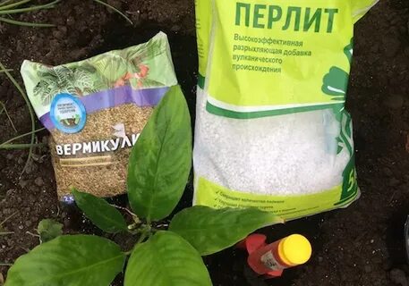Что лучше перлит или вермикулит для комнатных