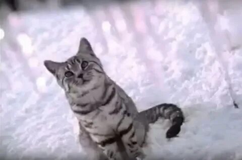 Кот из рекламы