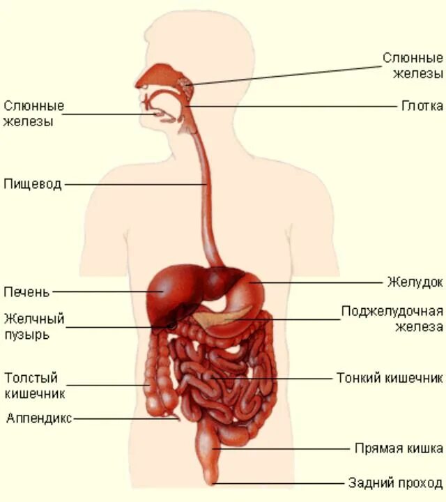 Пищеварительная система анатомия органов пищеварения. Анатомия пищеварительная система строение желудка. Пищеварительная система схема анатомия. Строение желудочно-кишечного тракта анатомия. Пищеварительная система органы кратко