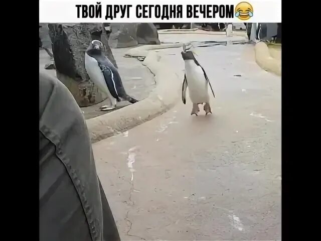 Пингвины сегодня пятница. Пингвин туса. Песня сегодня будет туса сегодня я. Песня сегодня будет туса сегодня я. Завтра будет туса пингвин.