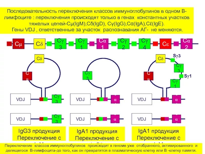 Гены иммуноглобулинов. Переключение классов иммуноглобулинов иммунология. Переключение класса иммуноглобулинов происходит в. Механизмы переключения синтеза антител с одного класса на другой.. Гены тяжелых цепей иммуноглобулинов.