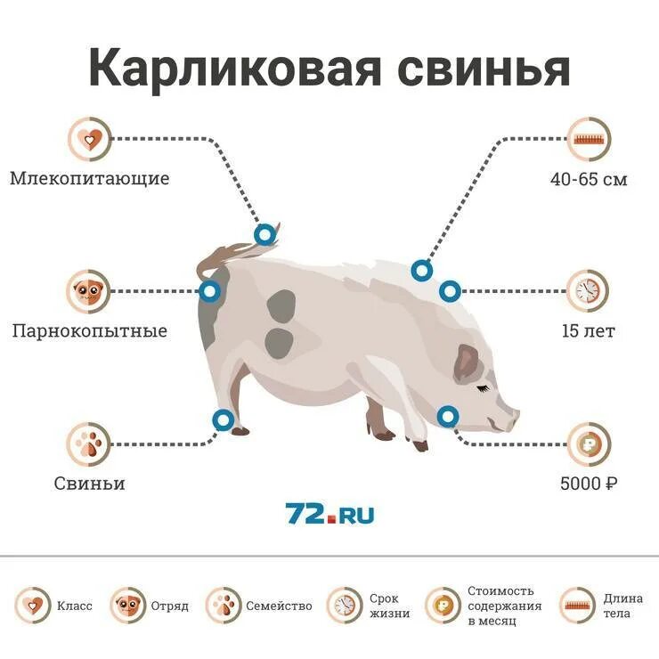 Плюсы содержания диких животных