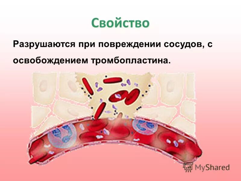 Участие тромбоцитов в свертывании крови. Разрушаются при повреждении сосудов. Тромбоциты повреждение сосуда схема. Процесс свертываемости крови. Компоненты свертывающей системы плазмы крови.