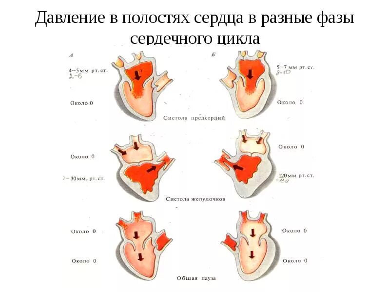 Расслабление предсердий и желудочков. Давление в полостях сердца в разные фазы сердечного. Динамика давления крови в полостях сердца в различные фазы цикла. Изменение давления в разные фазы сердечного цикла. Изменение давления в полостях сердца в различные фазы цикла.