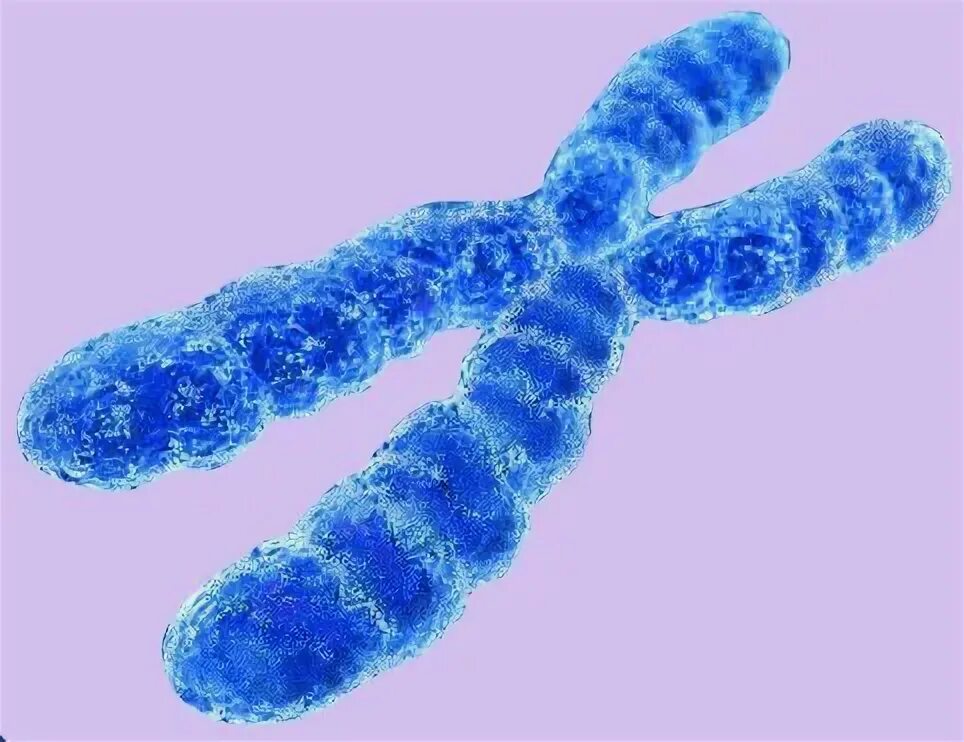 Хромосомы. Хромосомы человека. Изображение хромосомы. Хромосома хромосомы. Удвоение набора хромосом