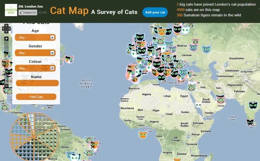 Карту Кэт. Распространение котов по миру. Google Maps Cat. Где находится кэт