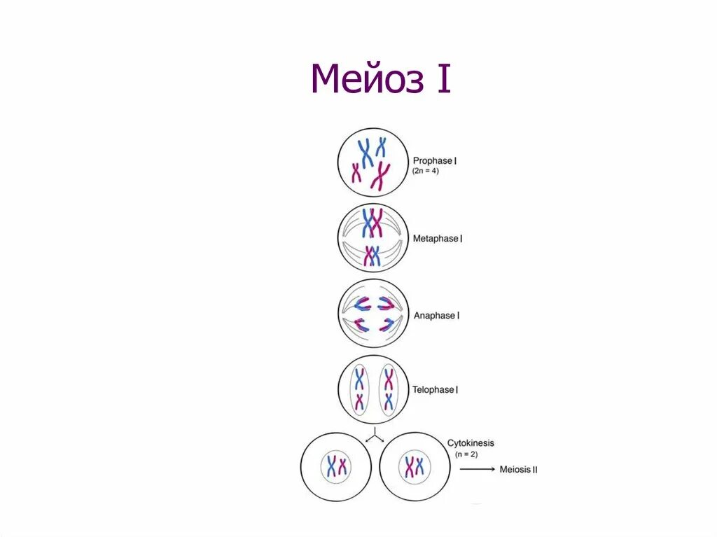 Схема мейоза редукционное деление. Фазы мейоза 1 и 2. Мейоз фазы деления схема. Мейоз 1 и мейоз 2. После окончания мейоза