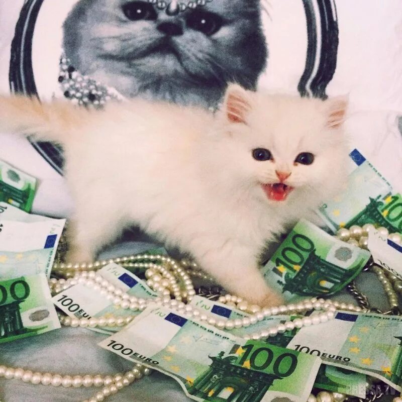 Где самые богатые животные. Богатый котенок. Богатые коты. Котик Богач. Котик с деньгами.