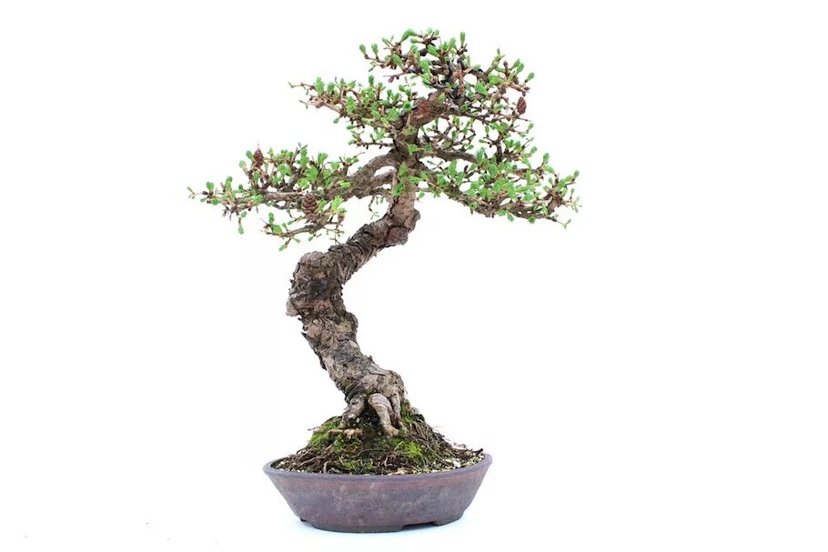 Trunk development
