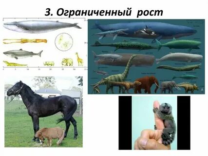 Признаки животных рост