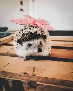 Ежик мило