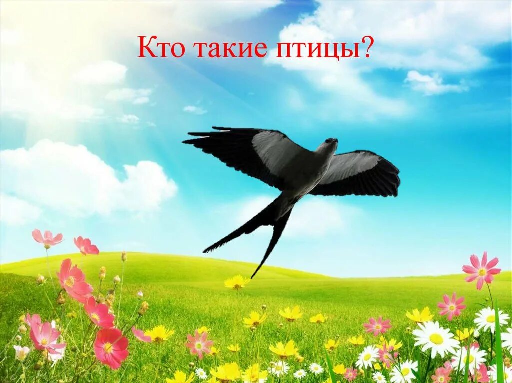 Кто такие птицы. Птицы окр мир. Кто такие птицы для детей. Урок окружающего мира в 1 классе кто такие птицы.