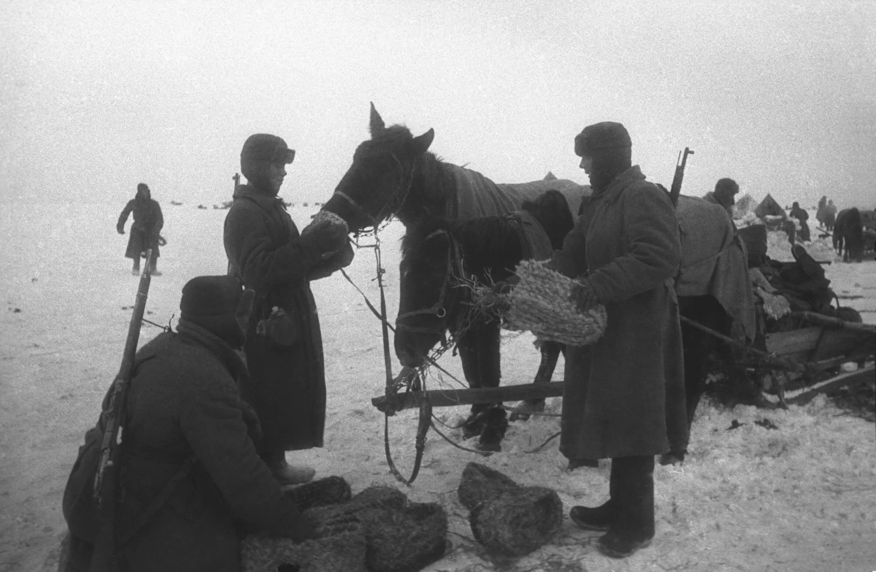 Роль урала в великой отечественной войне. Гужевой транспорт РККА В ВОВ 1941-1945 гг. Лошади в Великой Отечественной войне. Лошади в годы войны 1941-1945.