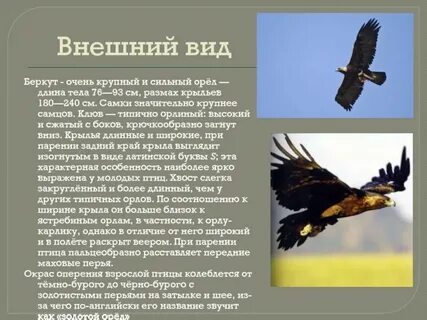 Внешнее описание птицы