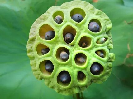 I am full of holes