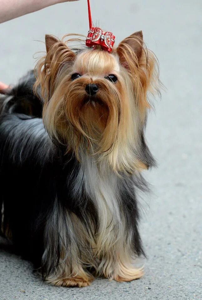Йоркширский терьер помет. Терьермон. Приют йоркширских терьеров. Питомник йоркширских терьеров в оренбурге. Приют йоркширских терьеров.