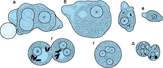 Стадия амебы поражающая толстый кишечник человека. Entamoeba histolytica циста. Саркодовые дизентерийная амеба. Циста дизентерийной амебы. Формы дизентерийной амебы циста.