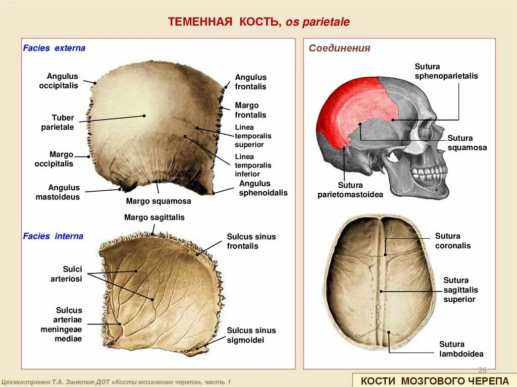 Теменная кость (os parietale). Теменная кость отдел черепа. Теменная кость строение. Теменная кость черепа анатомия.