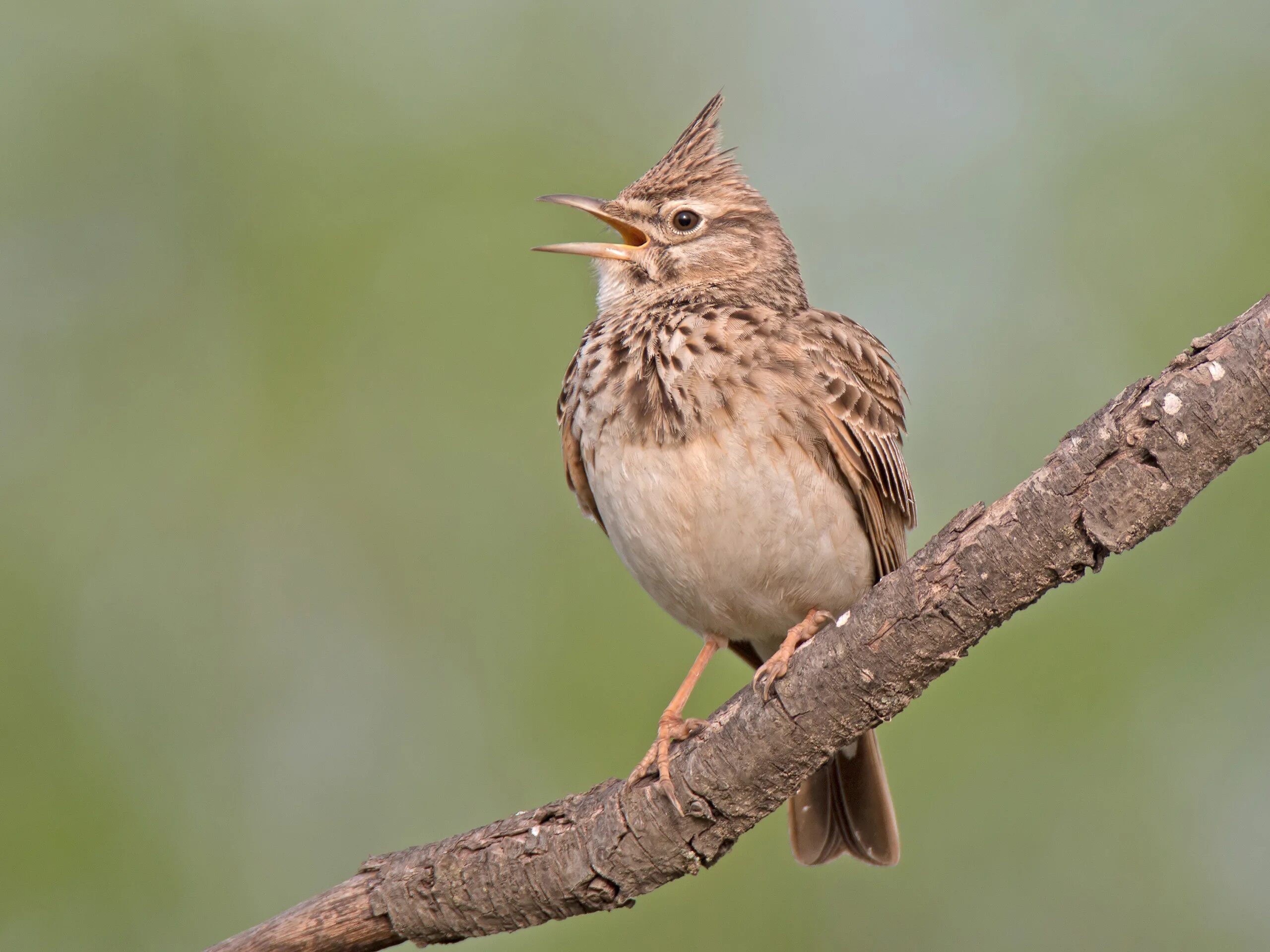 Объяснительный диктант на уточняющие предложения. Певчий жаворонок. Трепетали жаворонки. , перепел, коростель, кулик-чибис. Трель соловья.