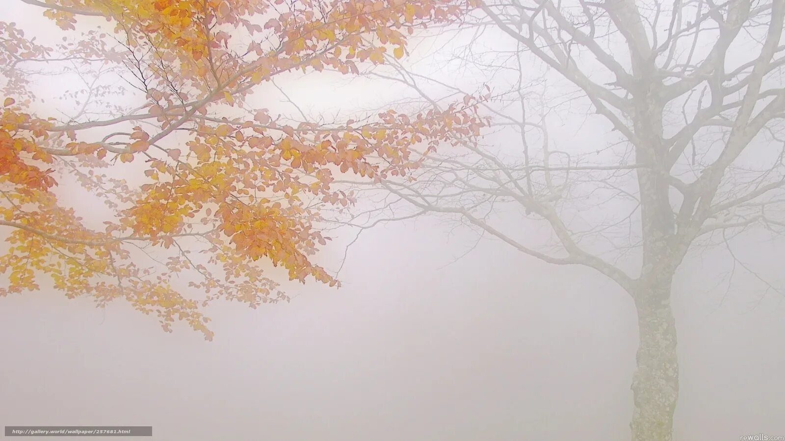 Ветвь туманного дерева. Осень листья туман. Осень туман ветки. Листья в тумане. Клён в тумане.