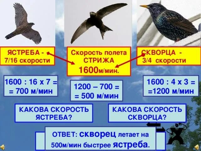 Максимальная высота полета птиц. Скорость полета ястреба. Максимальная скорость полета птицы. Стриж скорость полета.