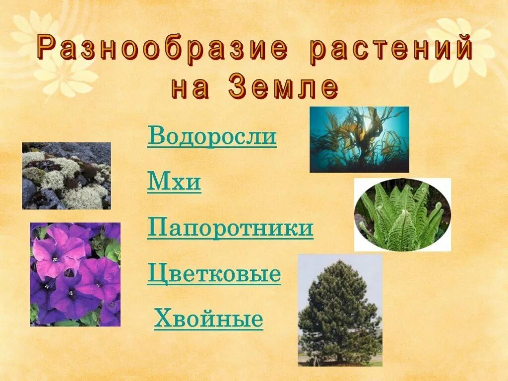 Причина разнообразия растений. Разнообразие растений. многообразие растений на земле. разнообразные растения на земле. разнообразие мира растений.