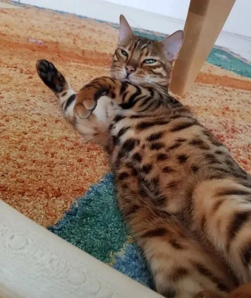 Датотека:Bengal cat, five months old (2474931892).jpg - Википедија