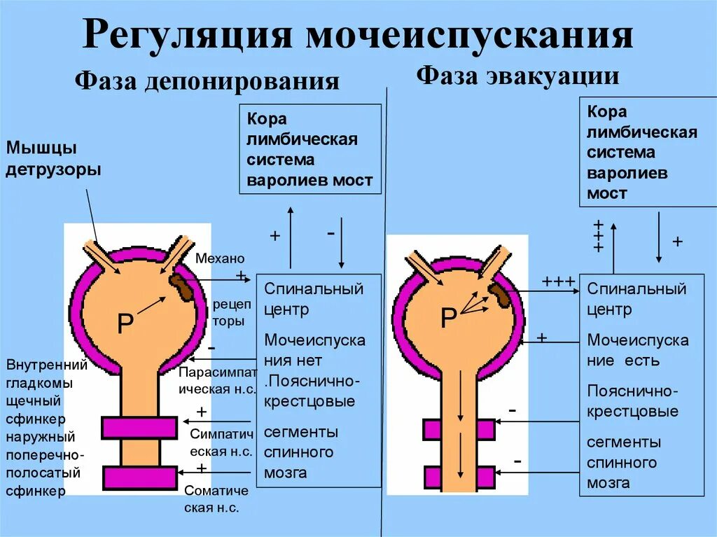 Как происходит регуляция процессов. Схема регуляции процесса мочеиспускания. регуляция мочевыделения физиология. рефлекторная дуга мочеиспускания схема. рефлекторная дуга мочеиспускательного рефлекса.
