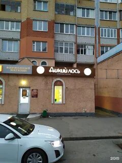 Дикий лось чебоксары
