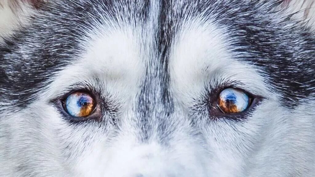 Глаза голубой собаки читать. Сибирский хаски разноглазый. Хаски гетерохромия. Гетерохромия у собак хаски. Сибирский хаски с гетерохромией.