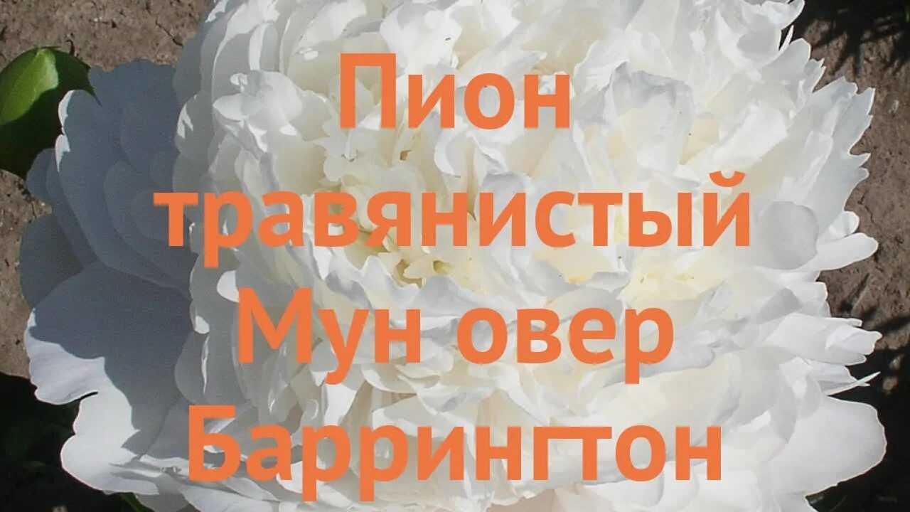 Пион овер Баррингтон. Пион молочноцветковый Мун овер Баррингтон. Пион Мун овер Баррингтон описание. Пион травянистый Мун овер Баррингтон. Мун овер баррингтон