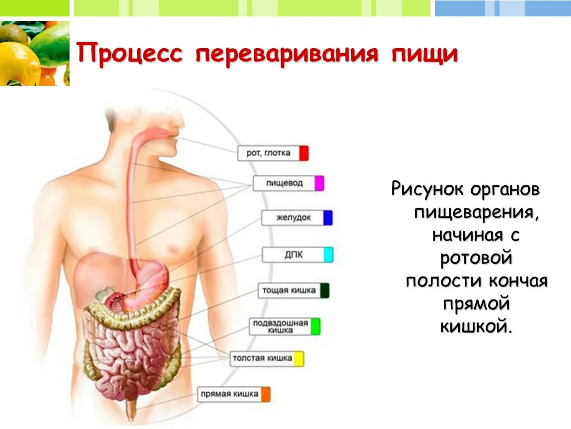 Пищеварительный процесс человека