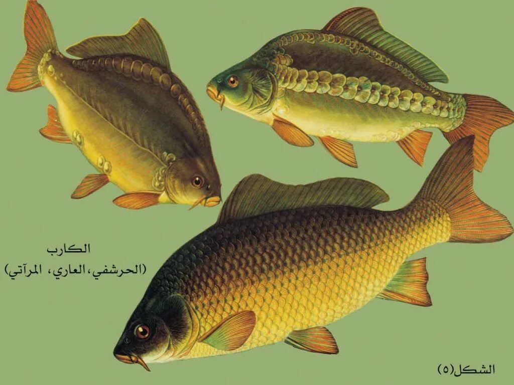 Анатомия карпа. Красивые натюрморты с рыбой. Кои рыбки строение анатомия. Речная рыба в воде. Карп.