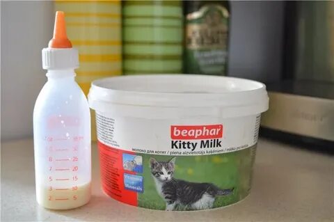 Какое молоко котенку