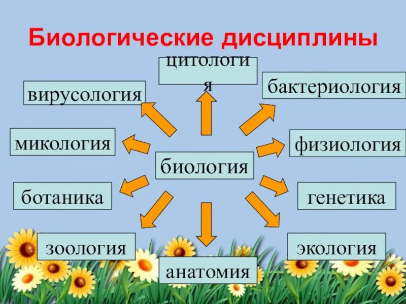 Разделами биологии являются. Система биологических наук схема. биологические дисциплины. разделы биологии. биологические дисциплины схема.