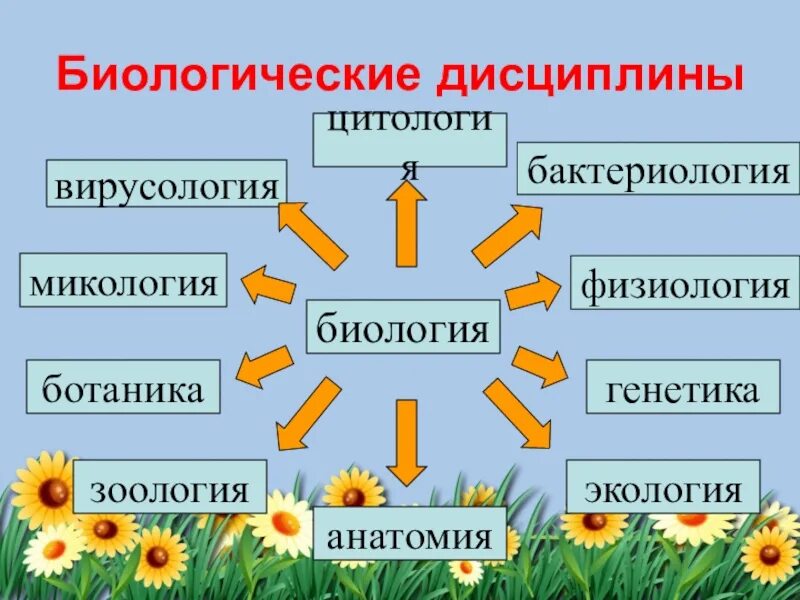 Система биологических наук схема. Система биологических наук схема 5 класс. Биологические дисциплины. Разделы биологии.