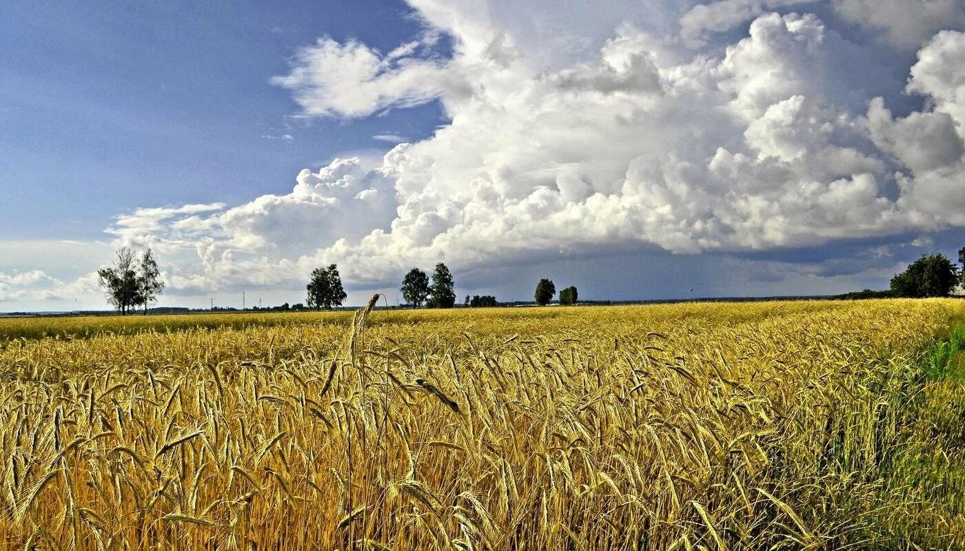 Поле ба. Нива- засеянное поле, пашня.. Хлебные поля Башкортостана. Хлебные поля Удмуртии. Нивы это засеянное поле.