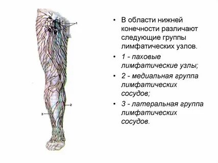 Лимфа нижней конечности