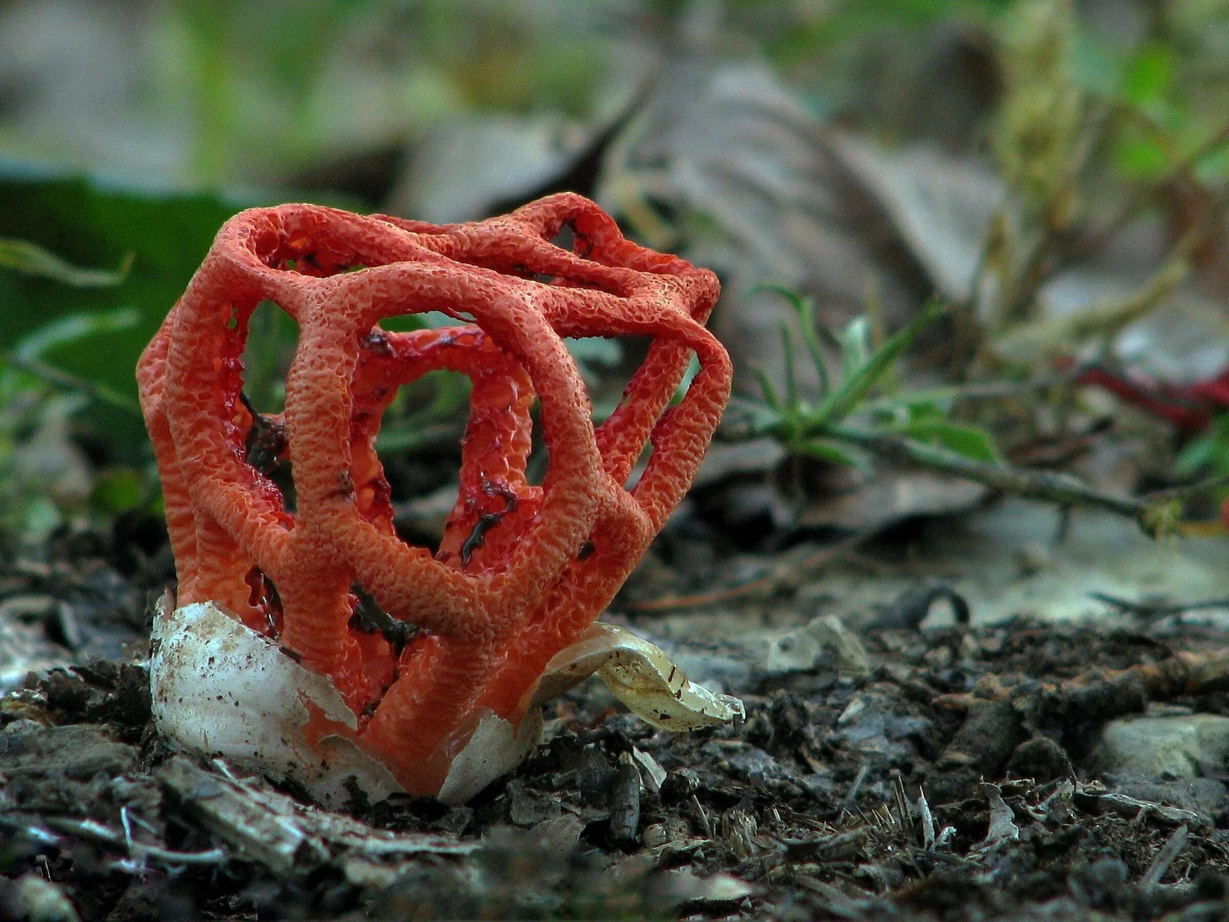 Самый гриб красный. Решеточник красный (clathrus ruber). Самый гриб красный. Мухомор красный гриб. Саркосцифа австрийская гриб.