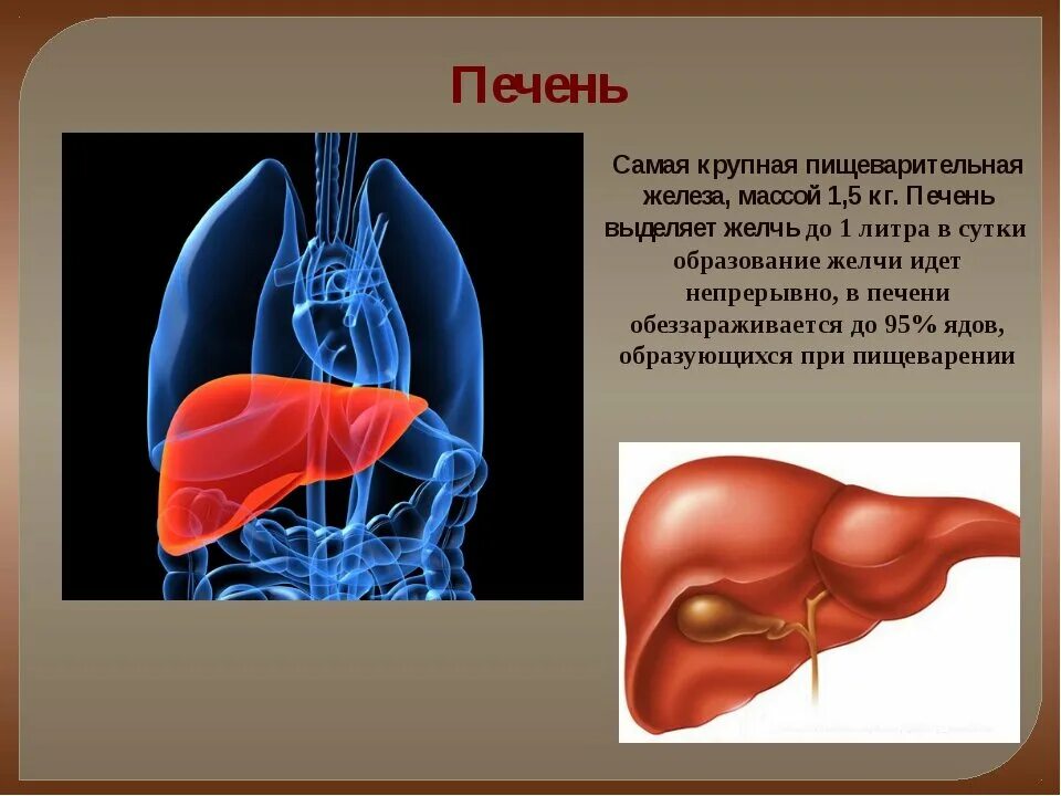 Самая большая печень. Самая большая железа пищеварительного тракта.